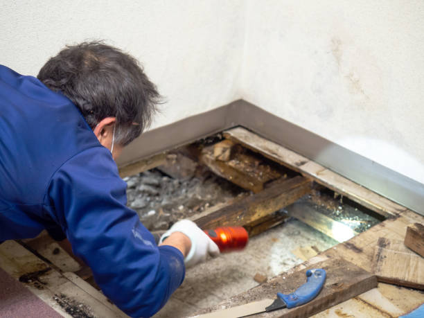 Best Attic Mold Removal  in Richboro, PA
