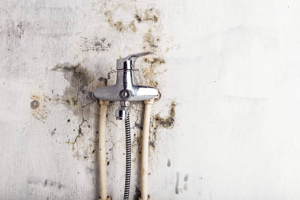 Professional Mold Removal in Richboro, PA