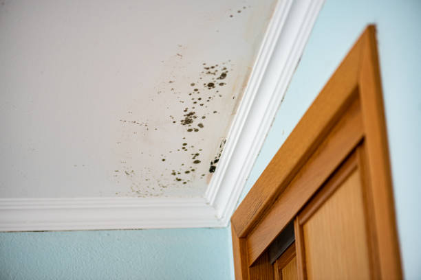 Best Mold Testing  in Richboro, PA