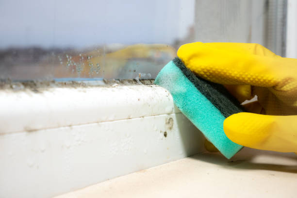 Best Certified Mold Removal  in Richboro, PA