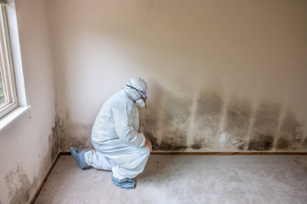 Best Mold Damage Repair  in Richboro, PA