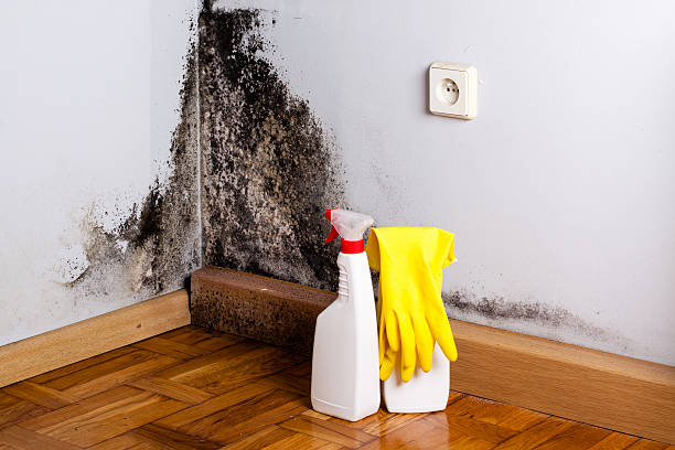 Best Toxic Mold Removal  in Richboro, PA