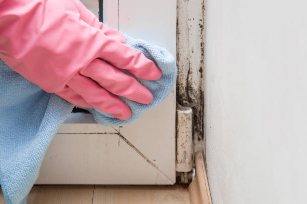 Best Home Mold Removal  in Richboro, PA