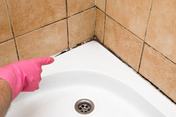 Best Residential Mold Removal  in Richboro, PA